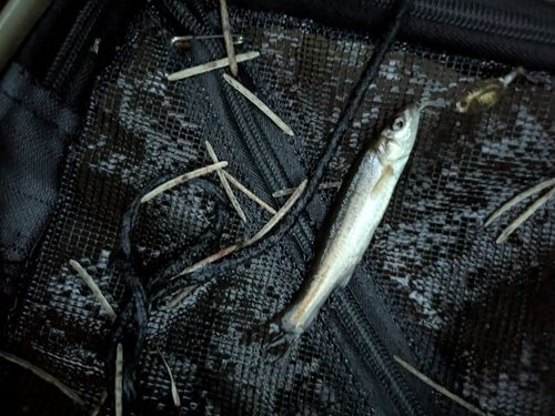 アブラハヤの釣果