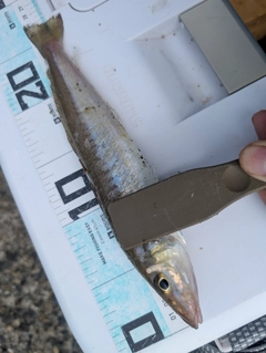 キスの釣果