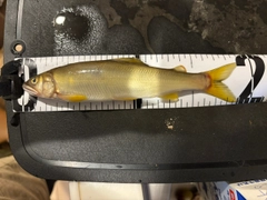 アユの釣果