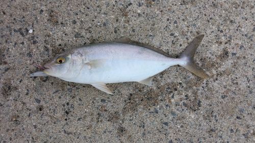 ショゴの釣果