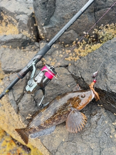アイナメの釣果
