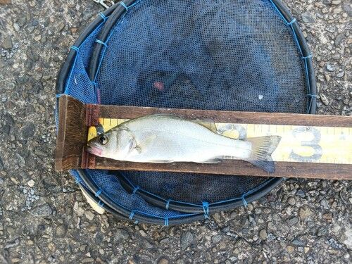 セイゴ（マルスズキ）の釣果