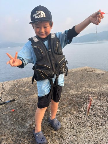 アカトラギスの釣果