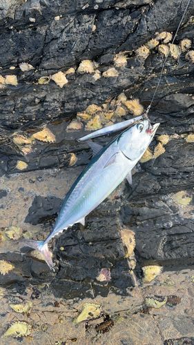 ソウダガツオの釣果