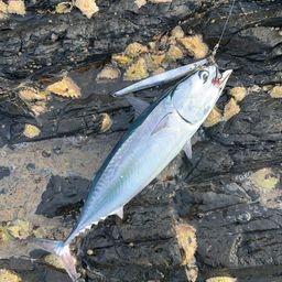 ソウダガツオ