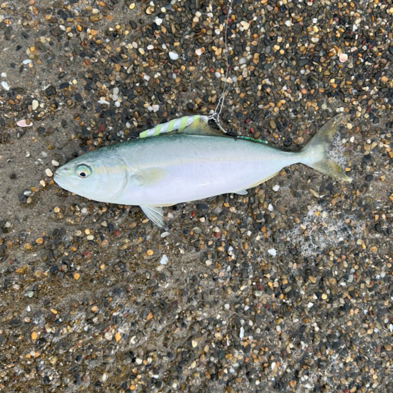 ショゴ