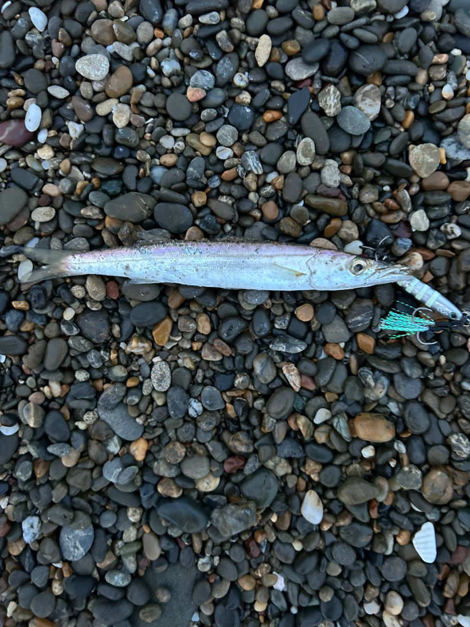 ショゴ