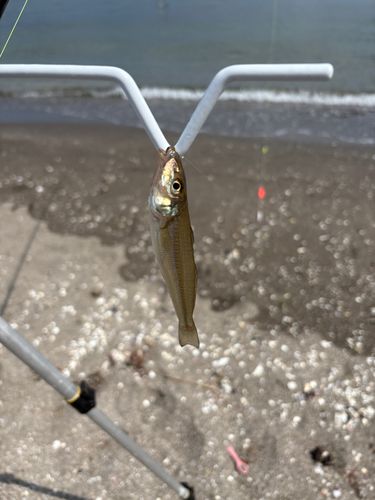 シロギスの釣果