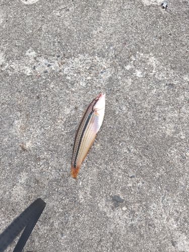 キュウセンの釣果