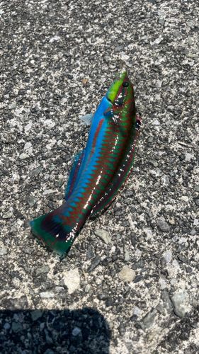 ニシキベラの釣果