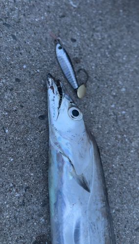 タチウオの釣果