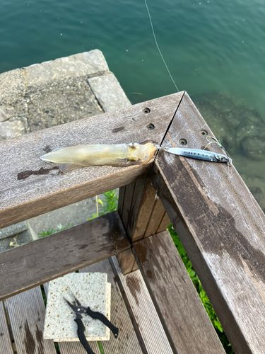 イカの釣果