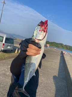 ソウダガツオの釣果