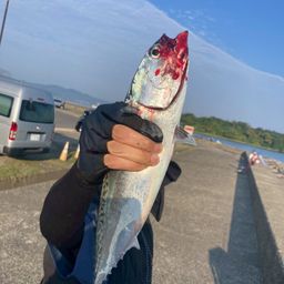 ソウダガツオ