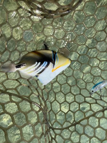 ムラサメモンガラの釣果