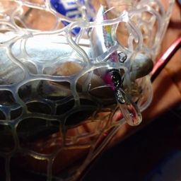 チヌ