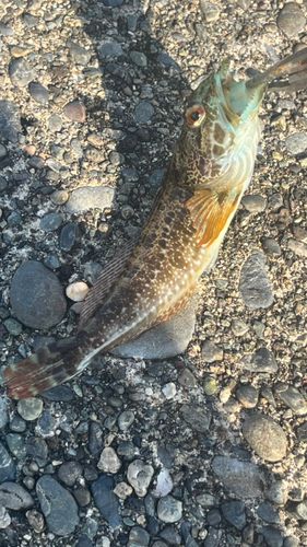 アナハゼの釣果