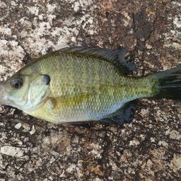 ブルーギル