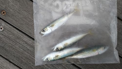 サバの釣果