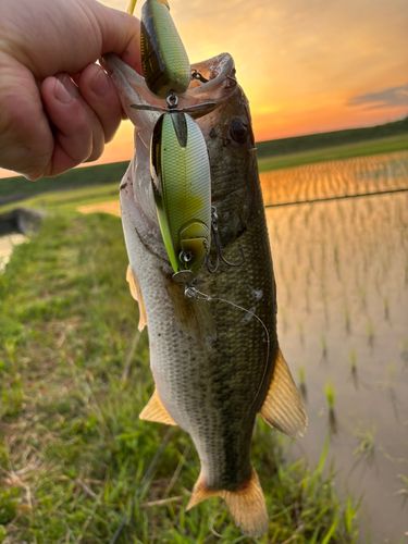 ブラックバスの釣果