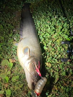 ナマズの釣果