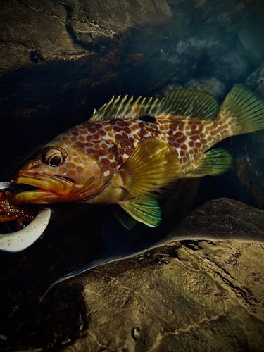 キジハタの釣果