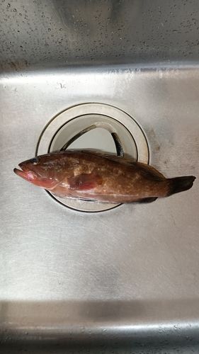 キジハタの釣果