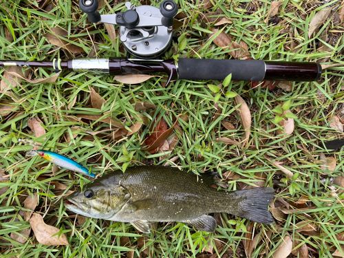 スモールマウスバスの釣果