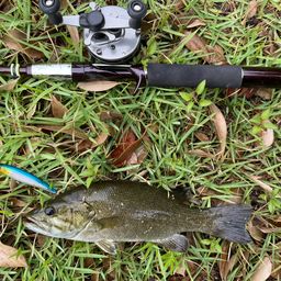 スモールマウスバス