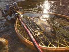 ヤマメの釣果