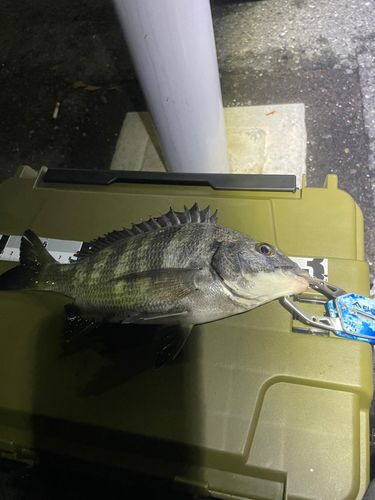 クロダイ