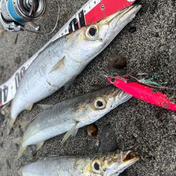 カマス