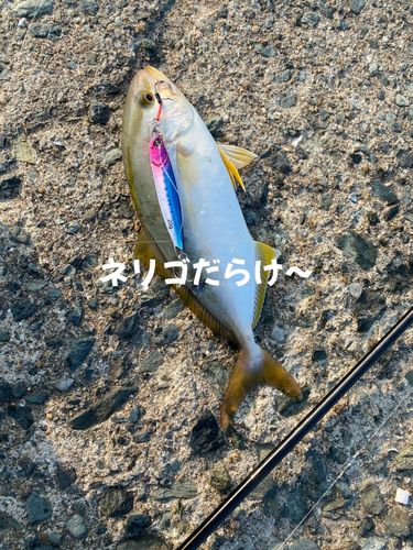 ネリゴの釣果