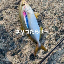 ネリゴ
