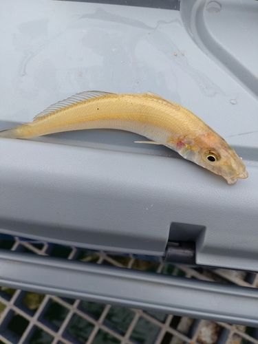 キスの釣果