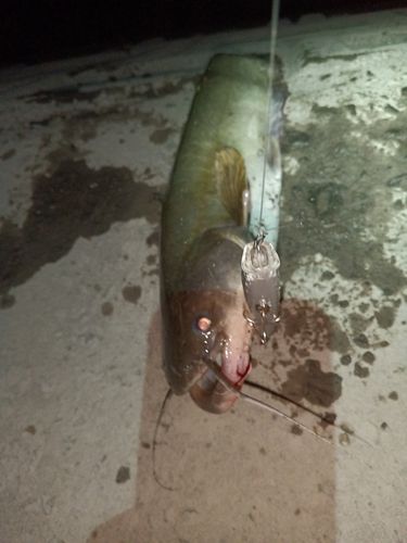 釣果