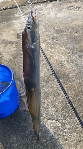 釣果