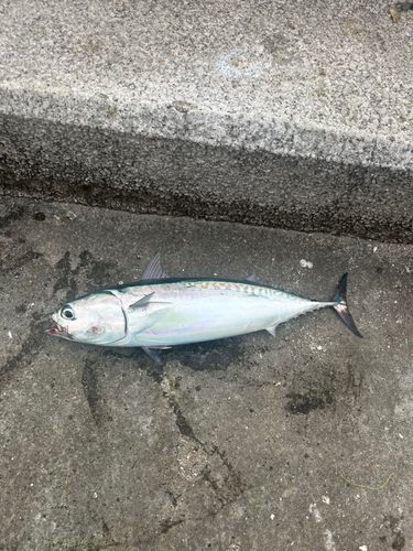 ソウダガツオの釣果