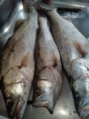 シーバスの釣果