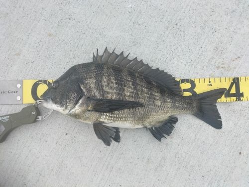 チヌの釣果