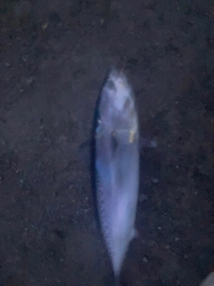 ソウダガツオの釣果