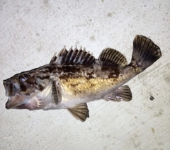 クロソイの釣果