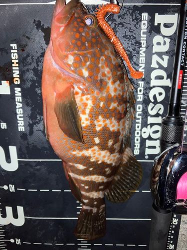 キジハタの釣果