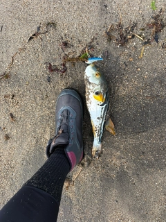 シマフグの釣果