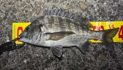 チヌの釣果