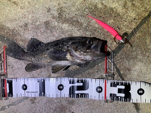 クロソイの釣果
