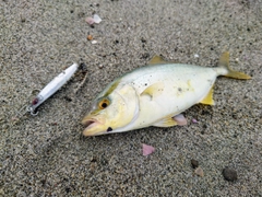 ショゴの釣果