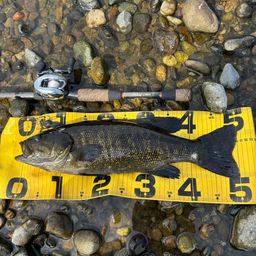 スモールマウスバス