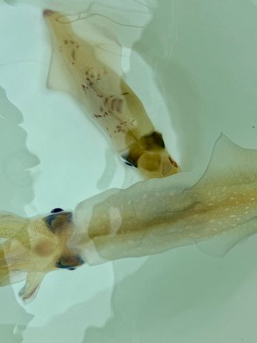 マルイカの釣果