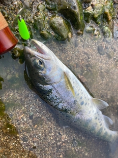 ヤマメの釣果